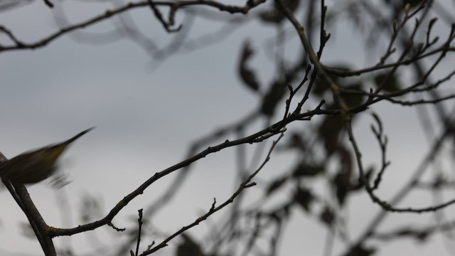 Palm Warbler (Western) - ML644570764