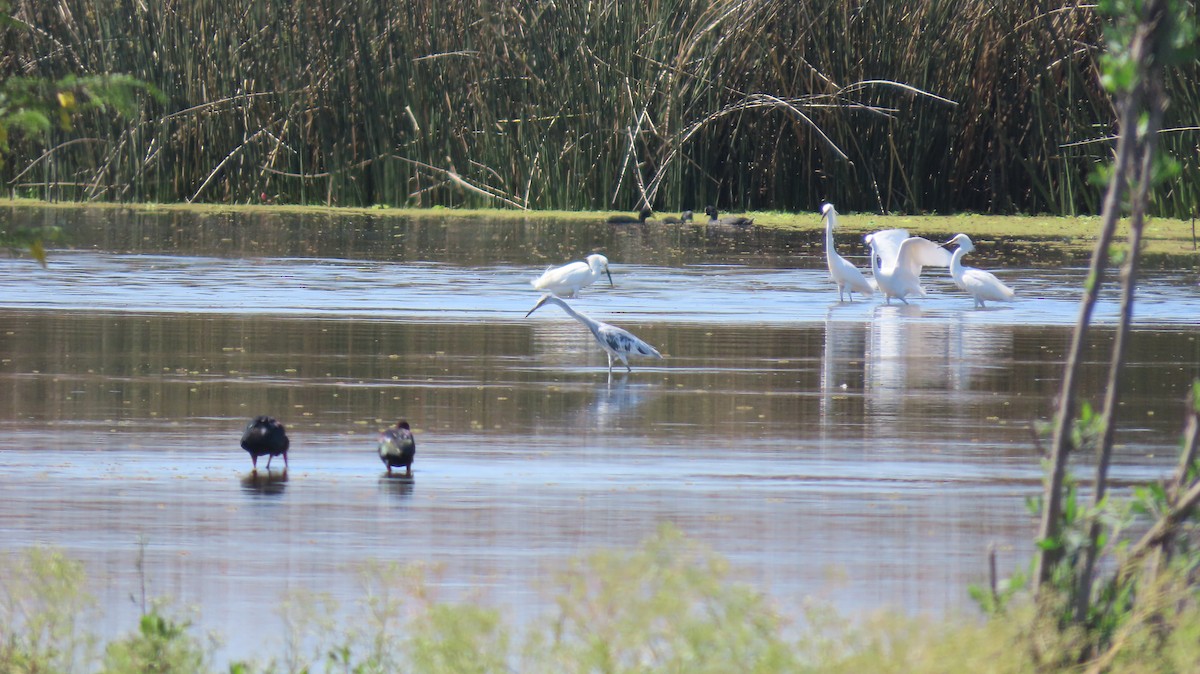 volavka modrošedá - ML644570769