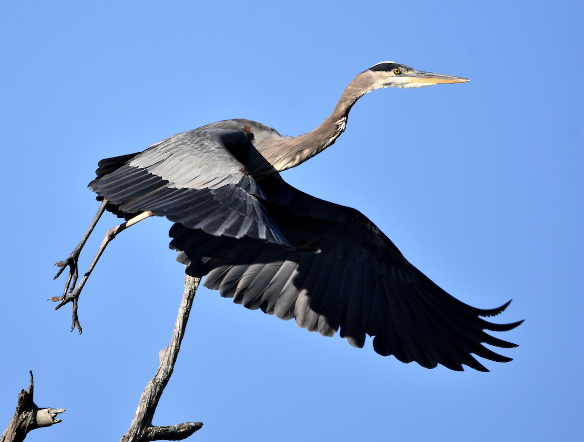 Great Blue Heron - ML644570771