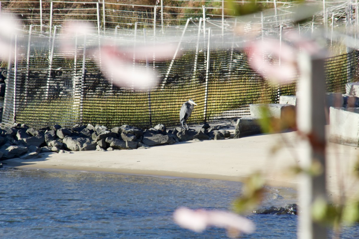 Great Blue Heron - ML644570773