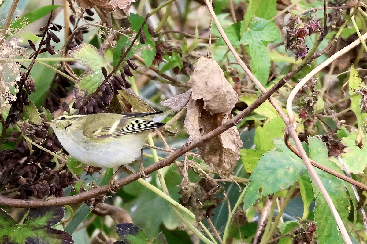 Yellow-browed Warbler - ML644570777