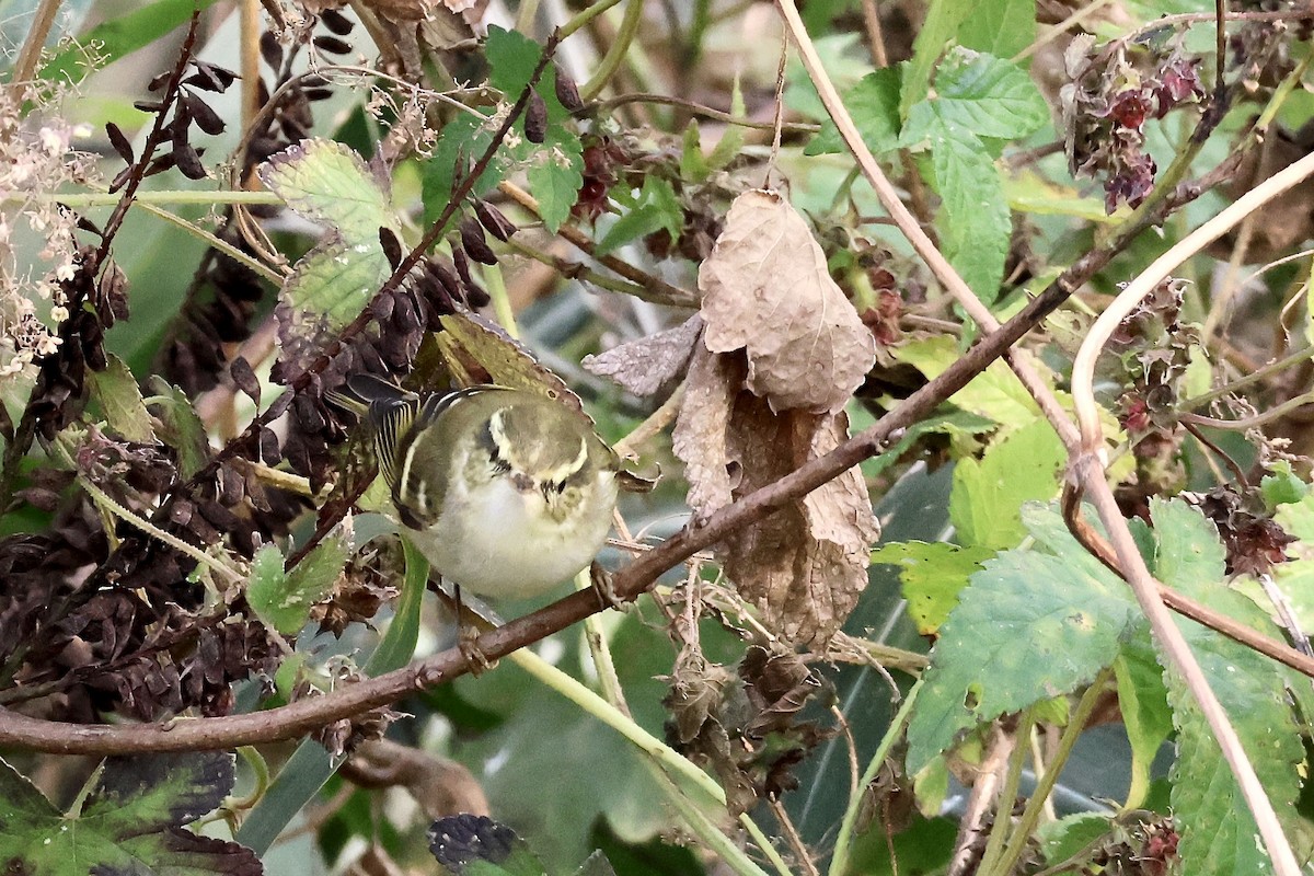 Yellow-browed Warbler - ML644570778