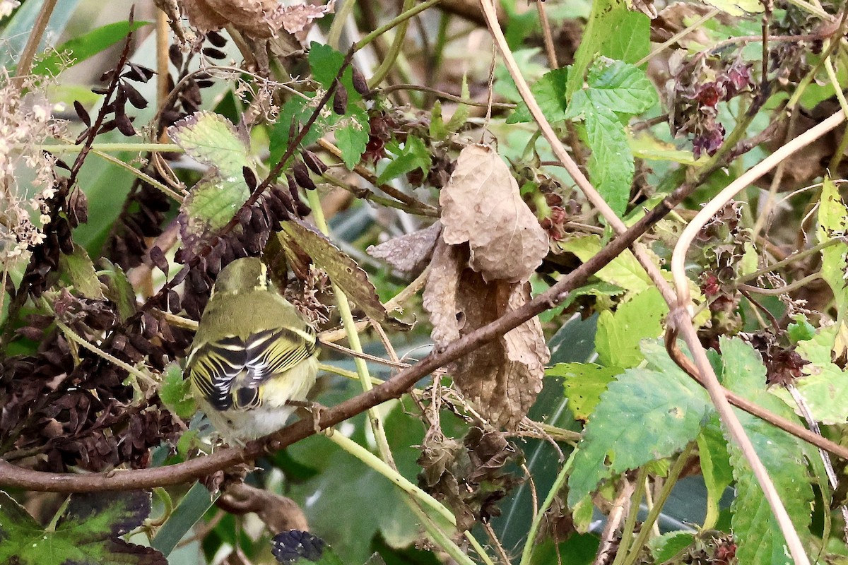 Yellow-browed Warbler - ML644570779