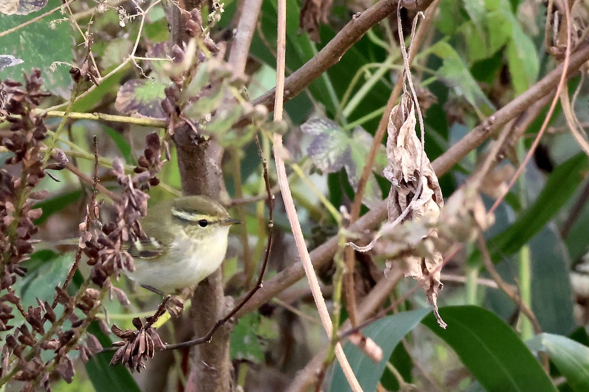 Yellow-browed Warbler - ML644570780