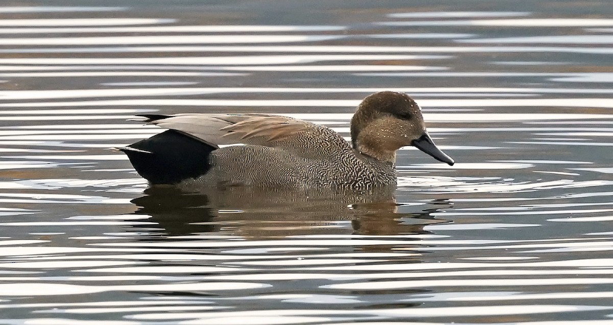 Gadwall - ML644570782