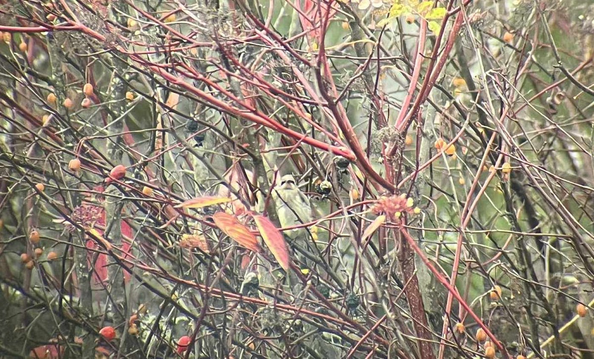 ヒメレンジャク - ML644570784