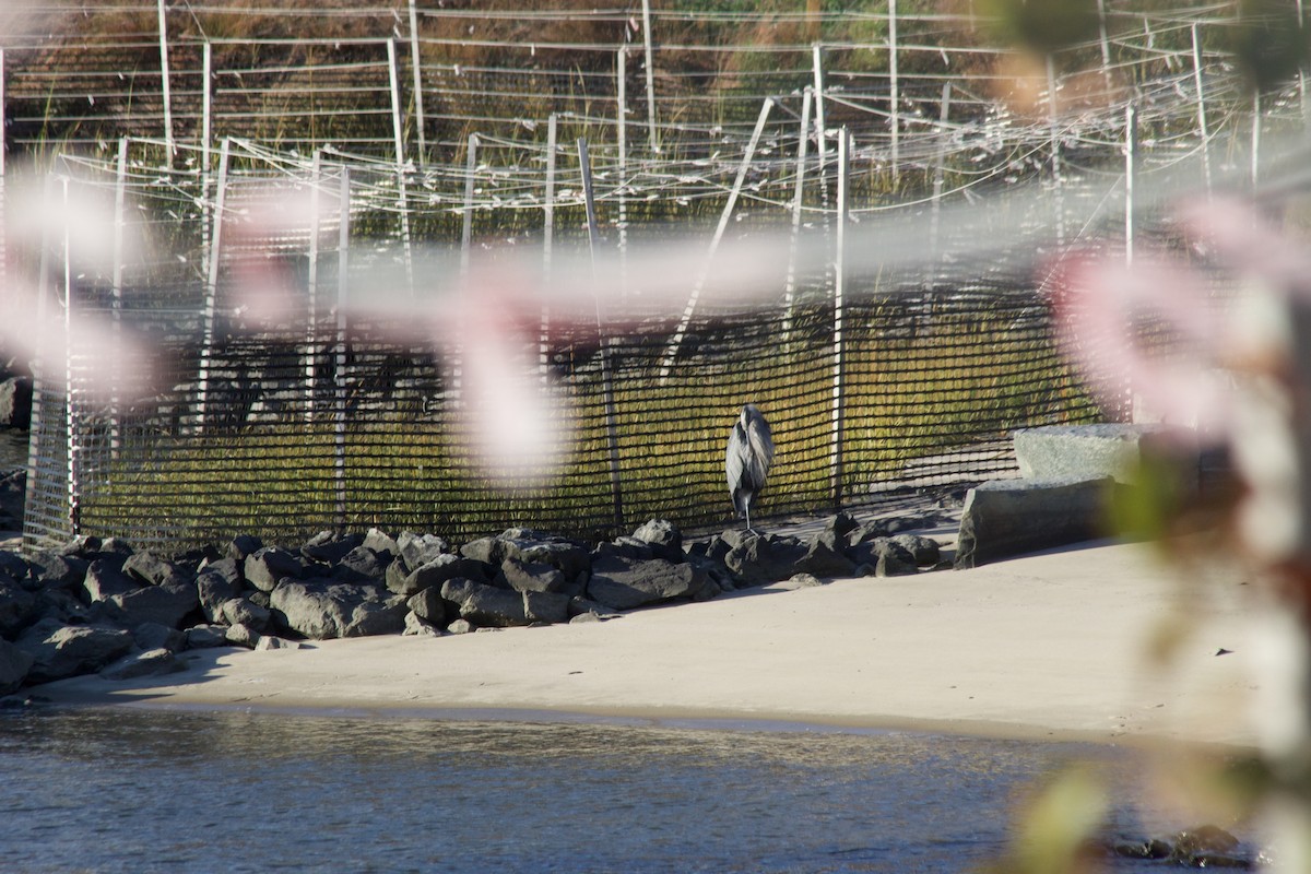 Great Blue Heron - ML644570786