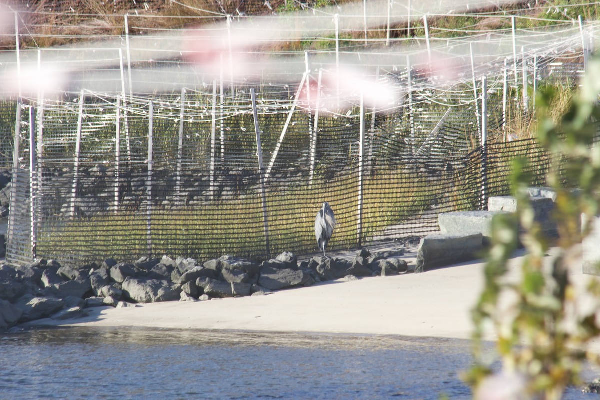 Great Blue Heron - ML644570787