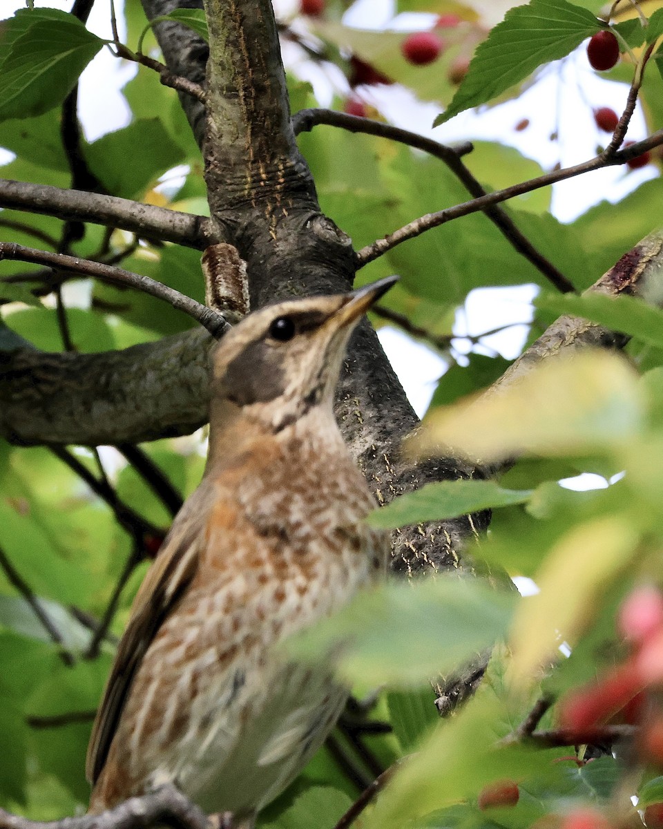 Grive de Naumann - ML644570788