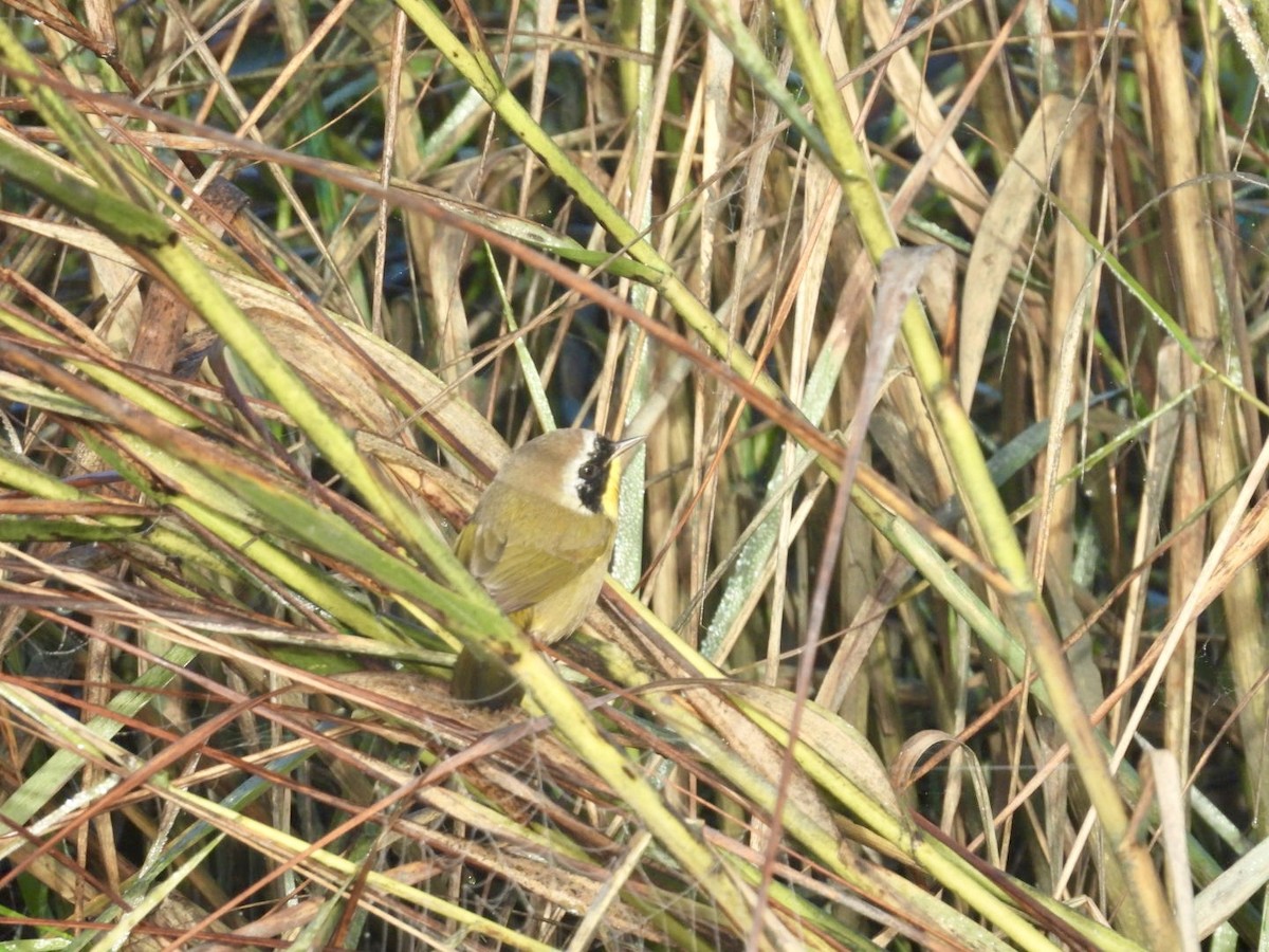 Common Yellowthroat - ML644570794