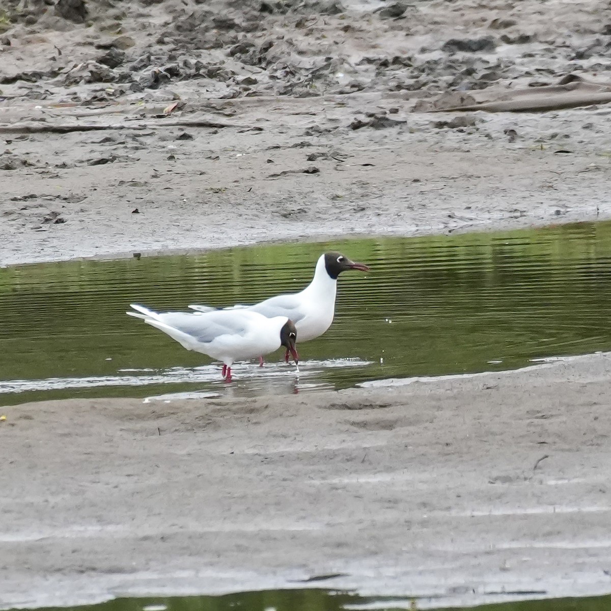 Mouette de Patagonie - ML644570795