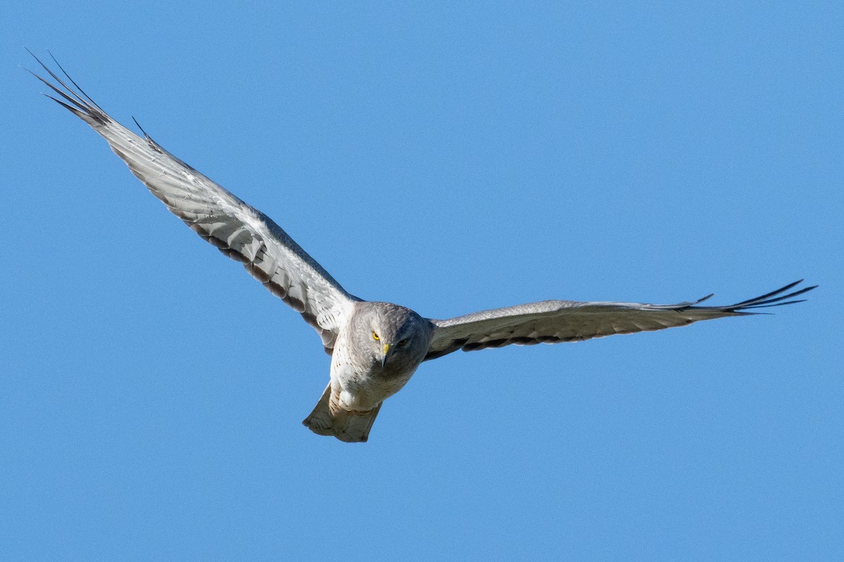 mørkmyrhauk - ML644570801