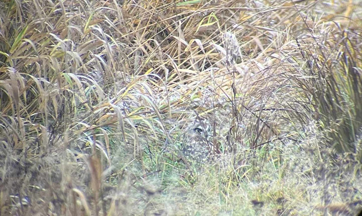 Short-eared Owl - ML644570803