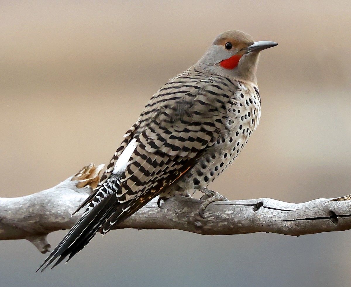 Northern Flicker (Red-shafted) - ML644570807