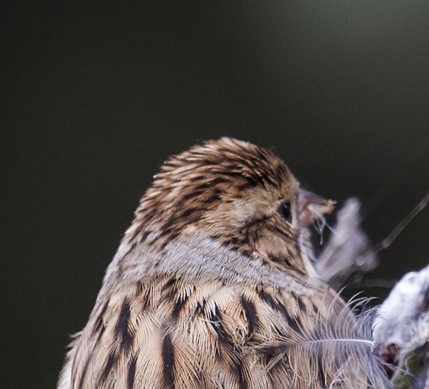 Clay-colored Sparrow - ML644570815