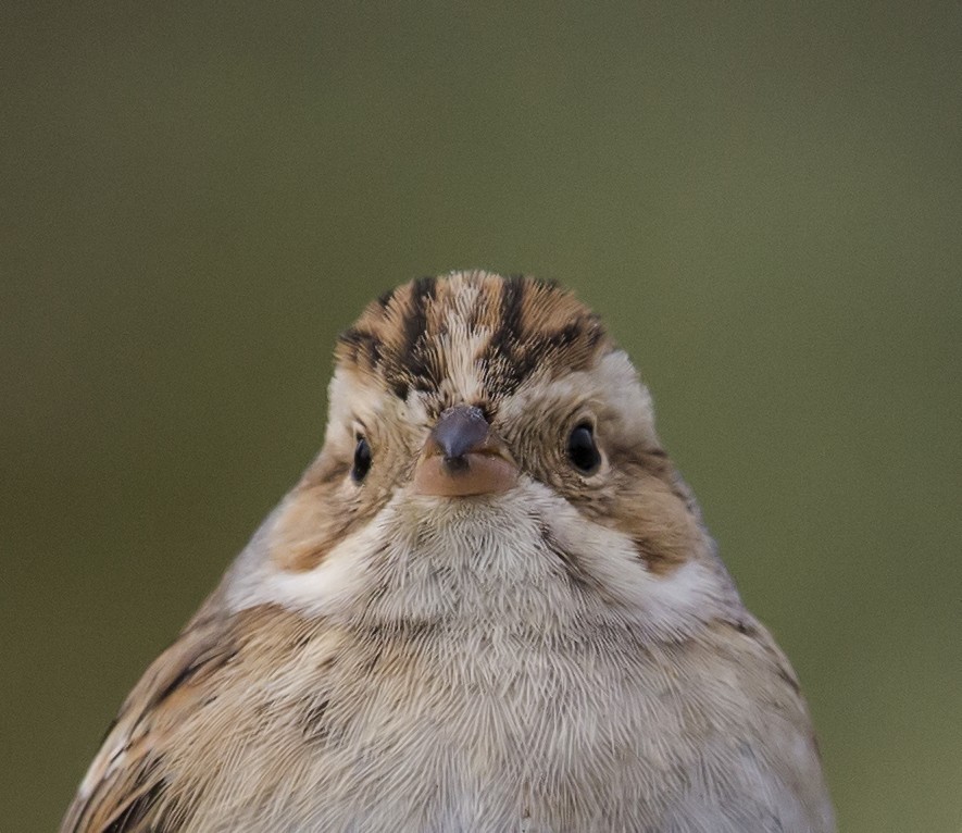 Clay-colored Sparrow - ML644570816