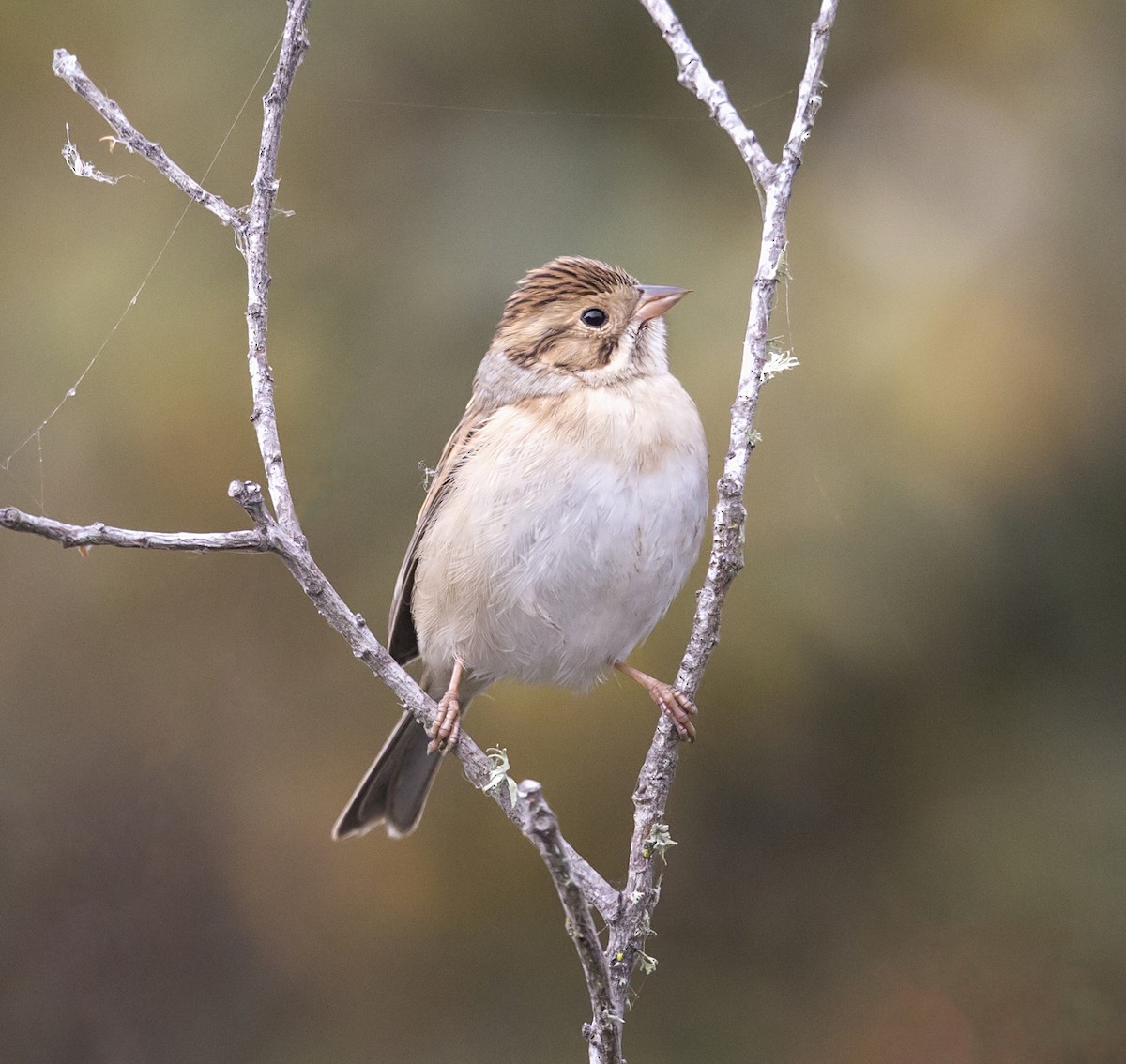 Clay-colored Sparrow - ML644570817