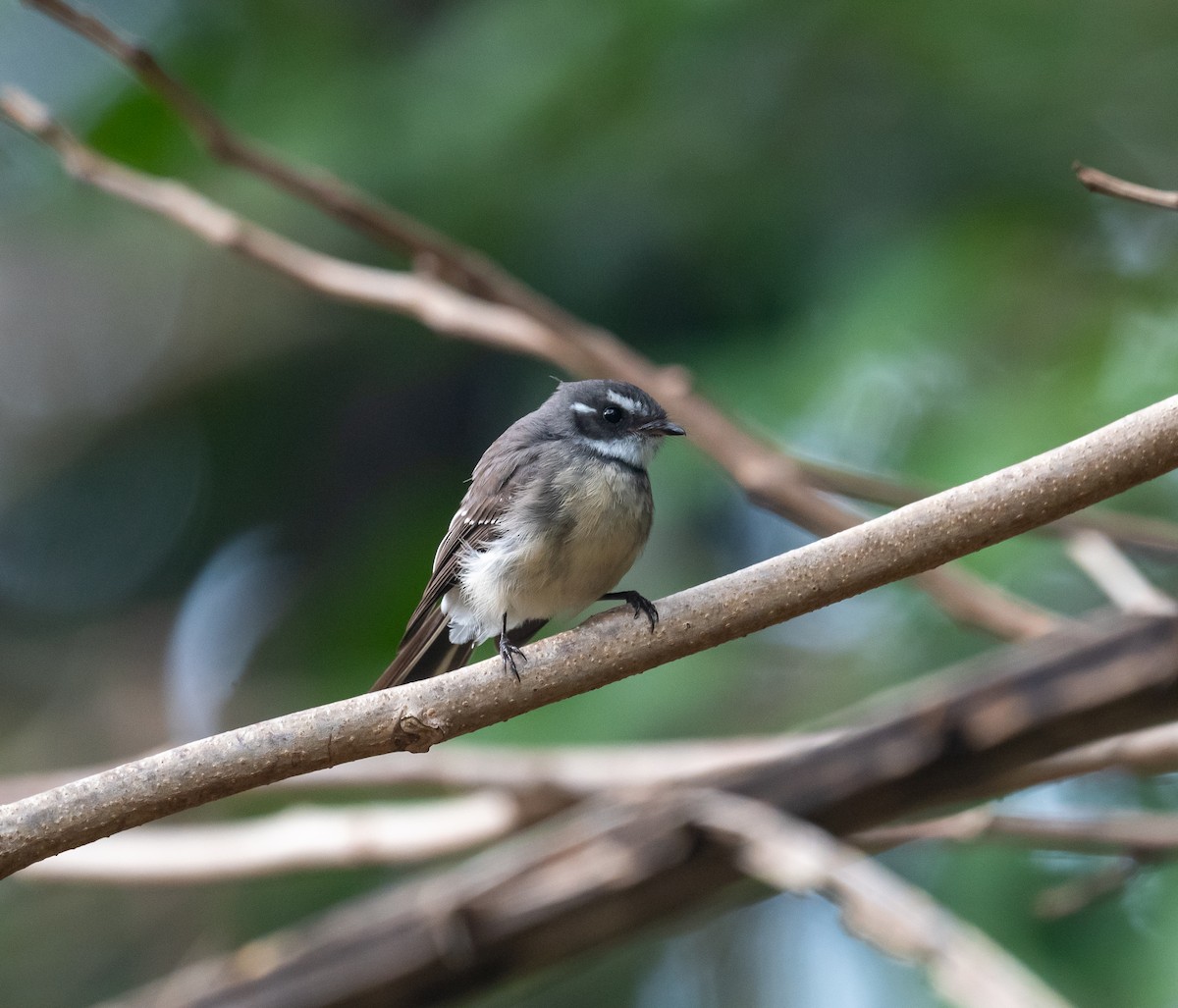 Gray Fantail - ML644570820