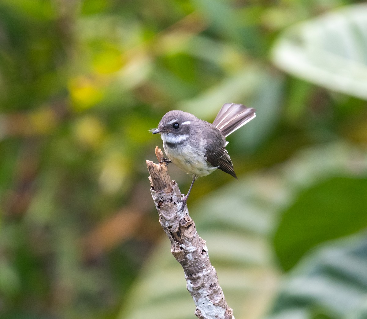 Gray Fantail - ML644570821