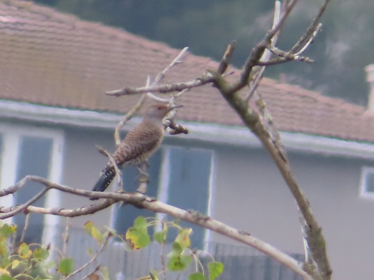 Northern Flicker (Red-shafted) - ML644570822