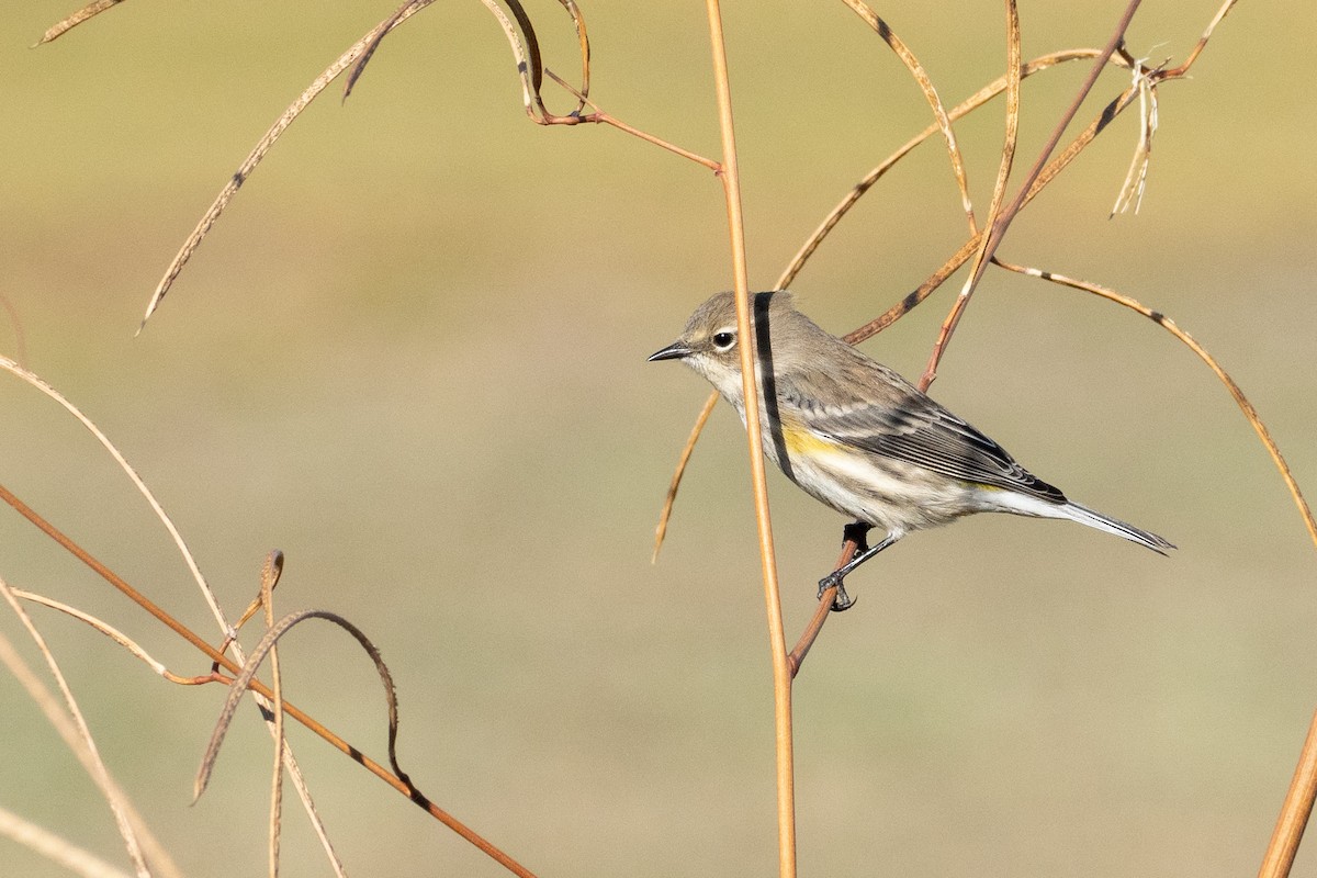 myrteparula - ML644570826