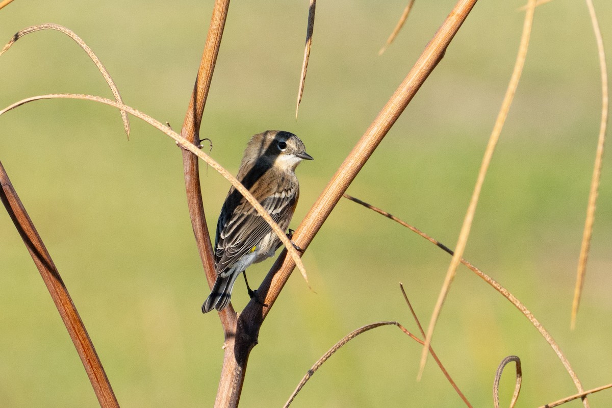 myrteparula - ML644570827