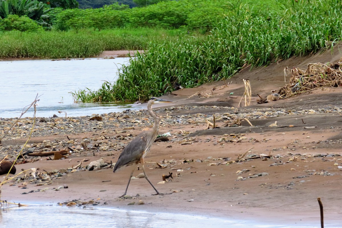 Great Blue Heron - ML644570831