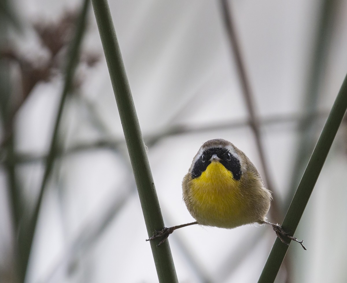 Common Yellowthroat - ML644570832