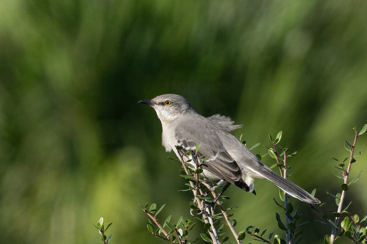 sangspottefugl - ML644570834