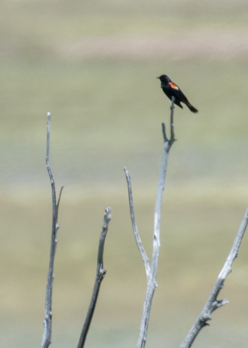 Red-winged Blackbird - ML644570837