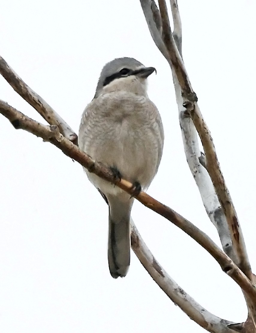 オオモズ - ML644570838