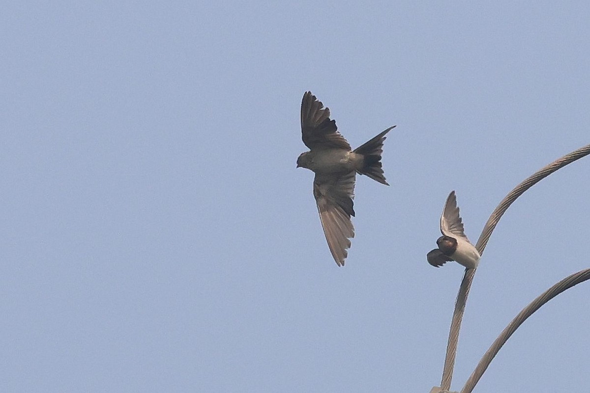 Eastern Red-rumped Swallow - ML644570839