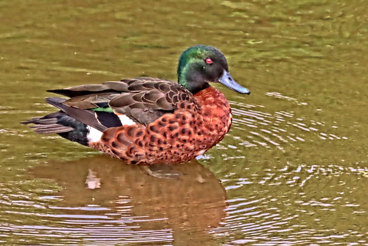 Kastanienente - ML644570847