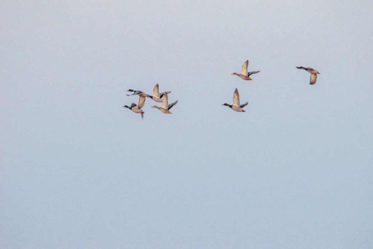 Зэрлэг нугас - ML644570848