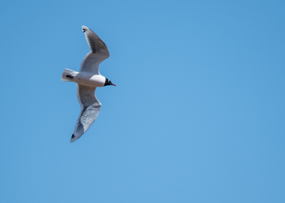 Franklin's Gull - ML644570850