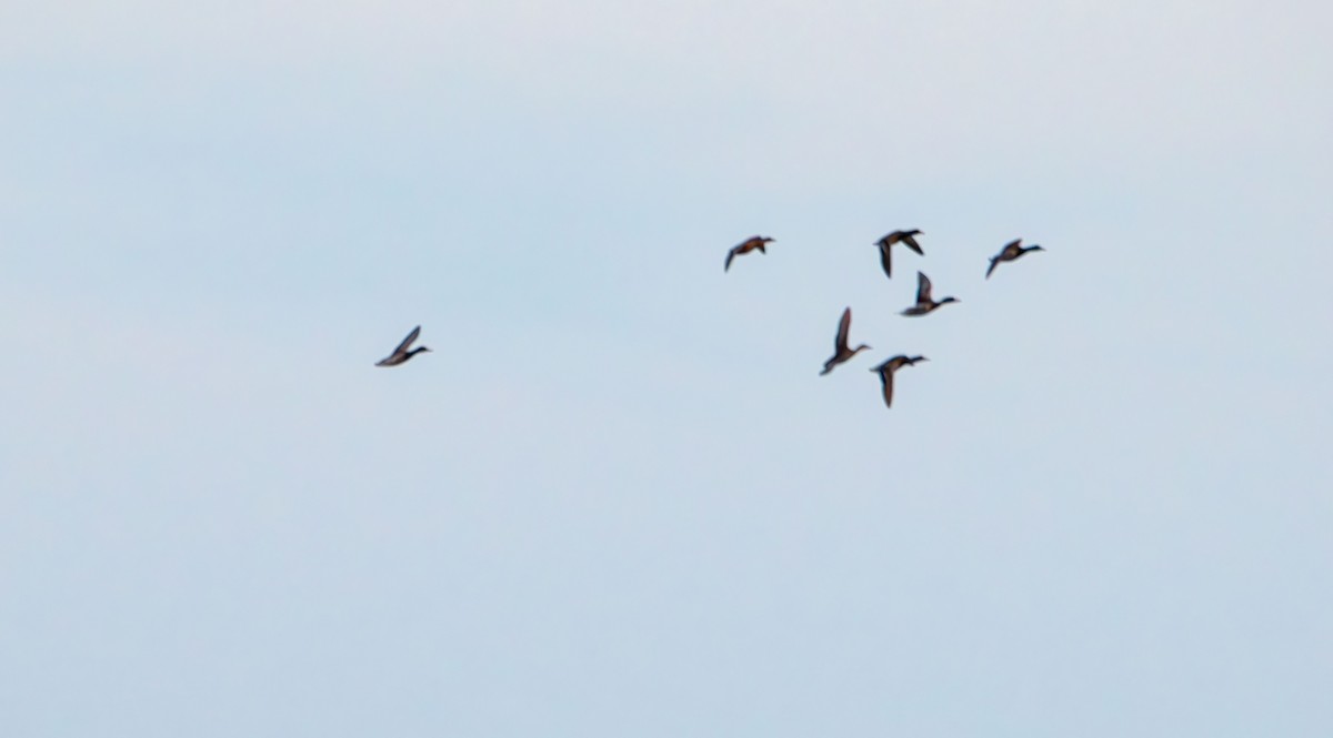 Зэрлэг нугас - ML644570854