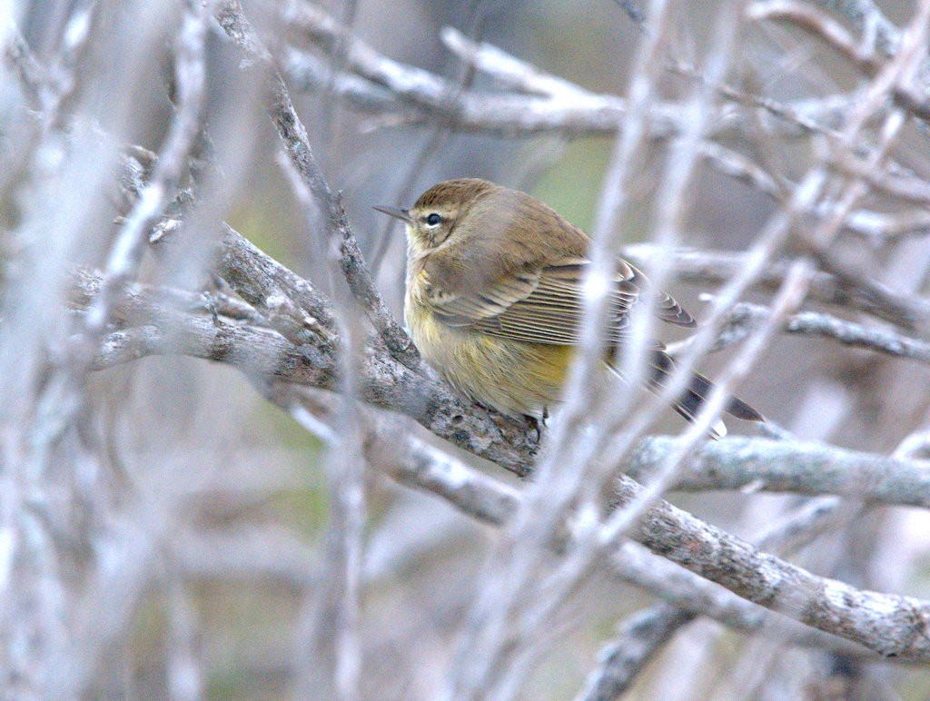 ヤシアメリカムシクイ - ML644570855