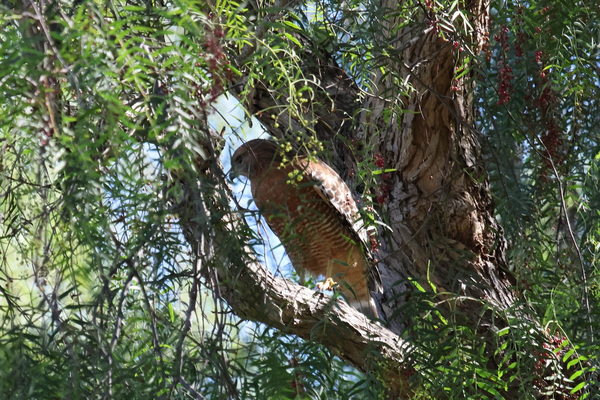 Red-shouldered Hawk - ML644570856