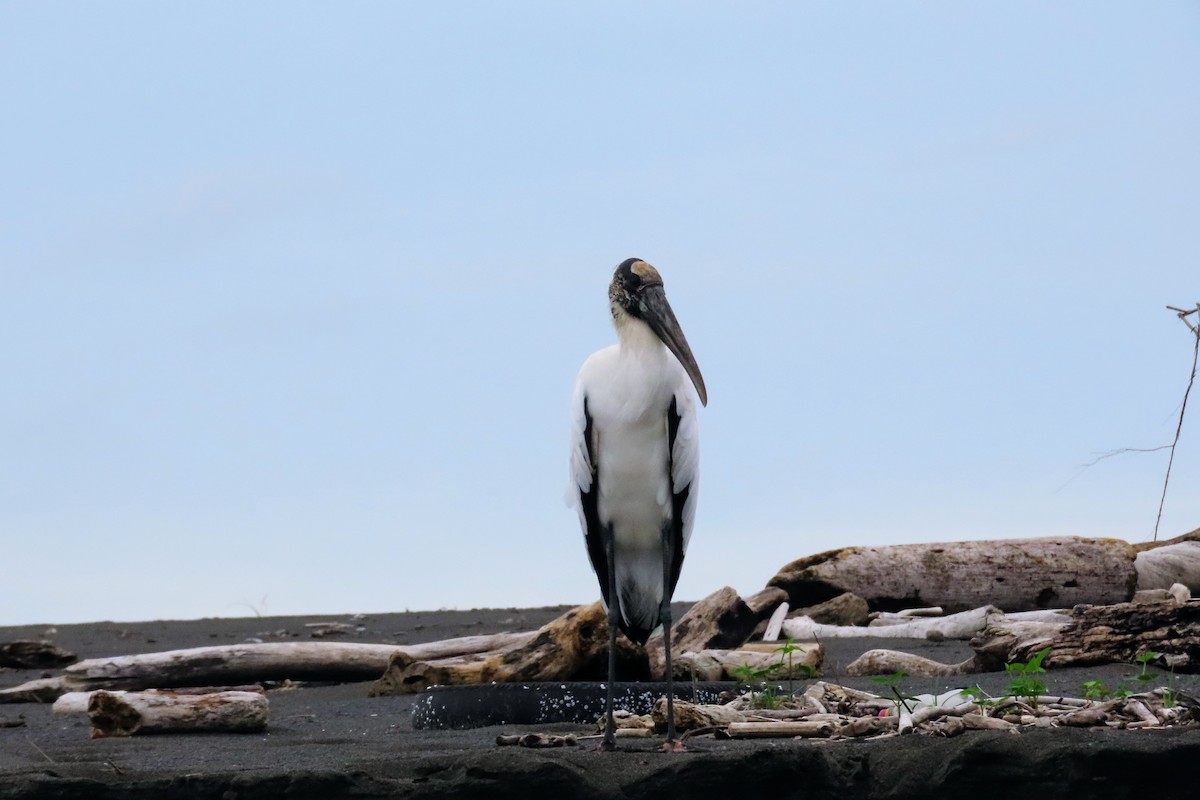 Wood Stork - ML644570859