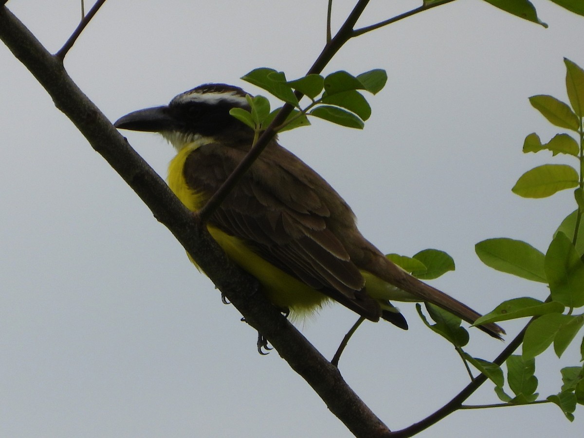 Boat-billed Flycatcher - ML644570860