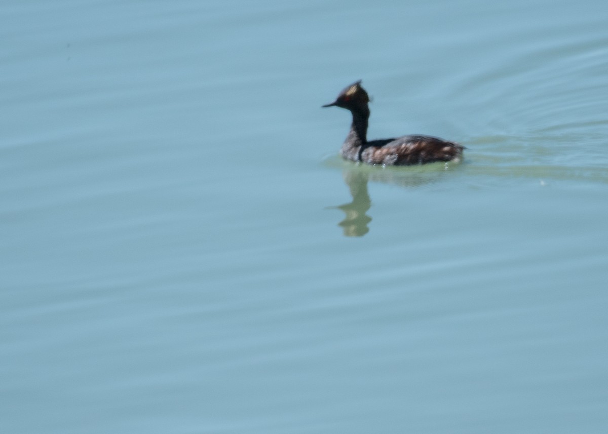 Eared Grebe - ML644570861