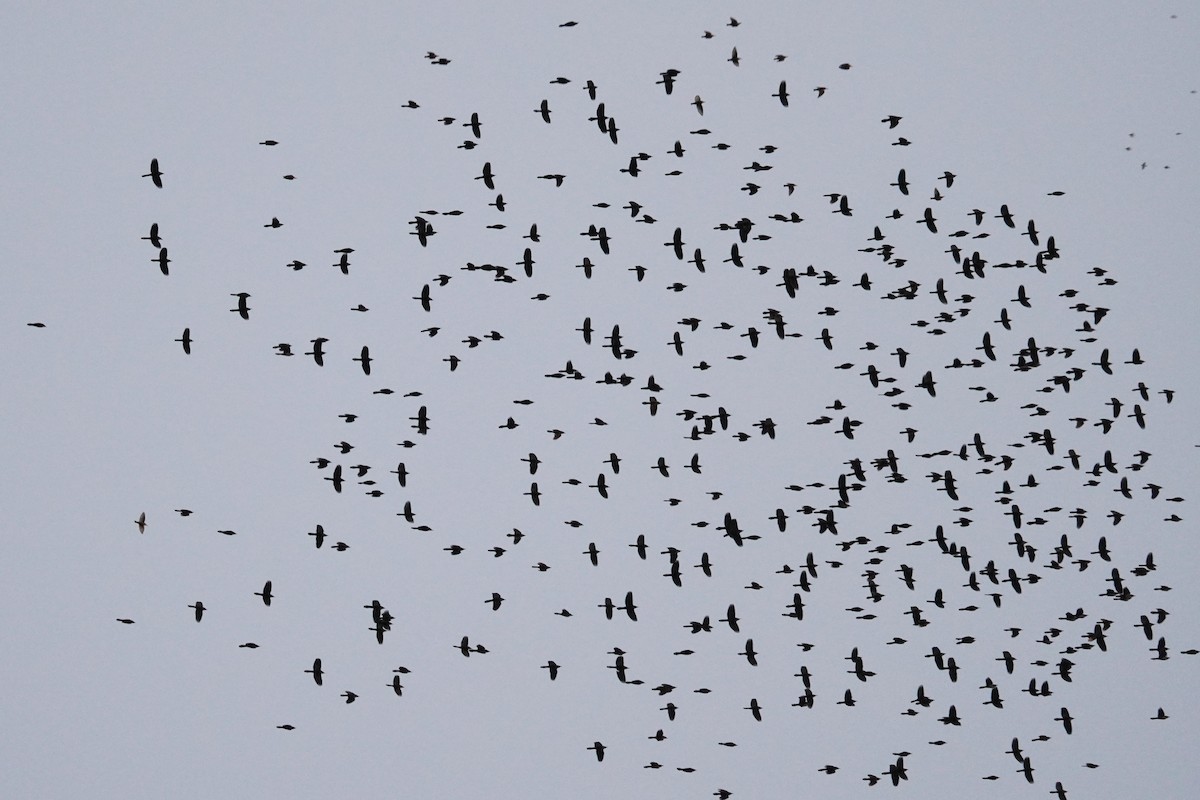 Quiscale bronzé - ML644570864