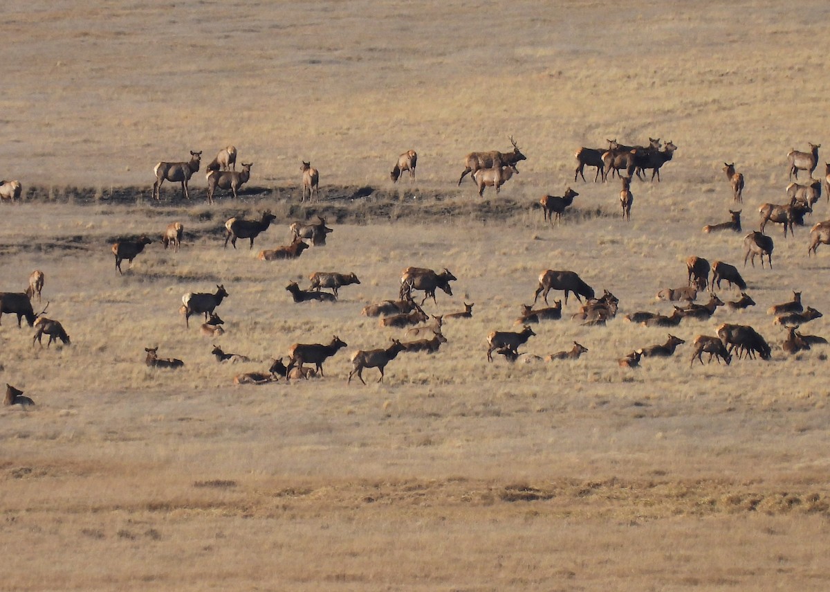 American Elk - ML644570866