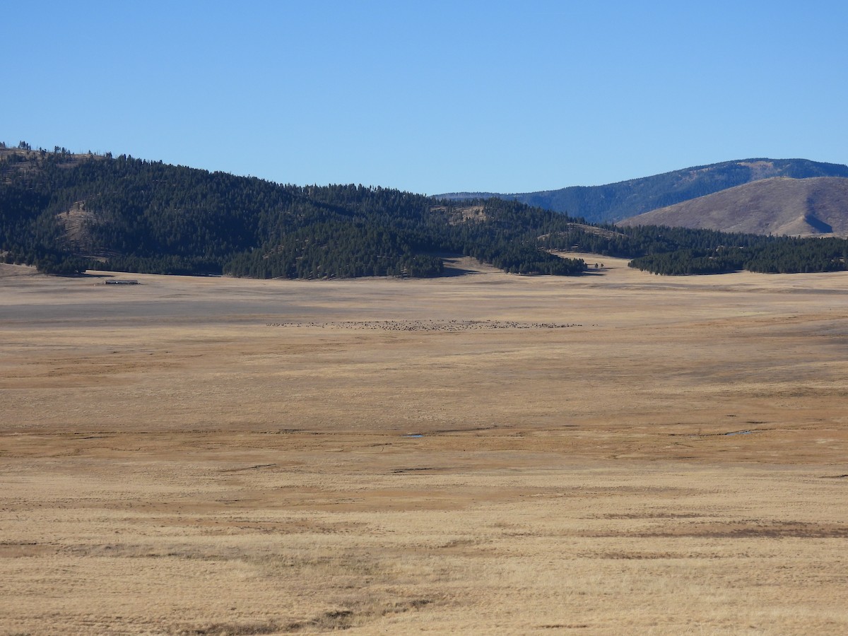 American Elk - ML644570867