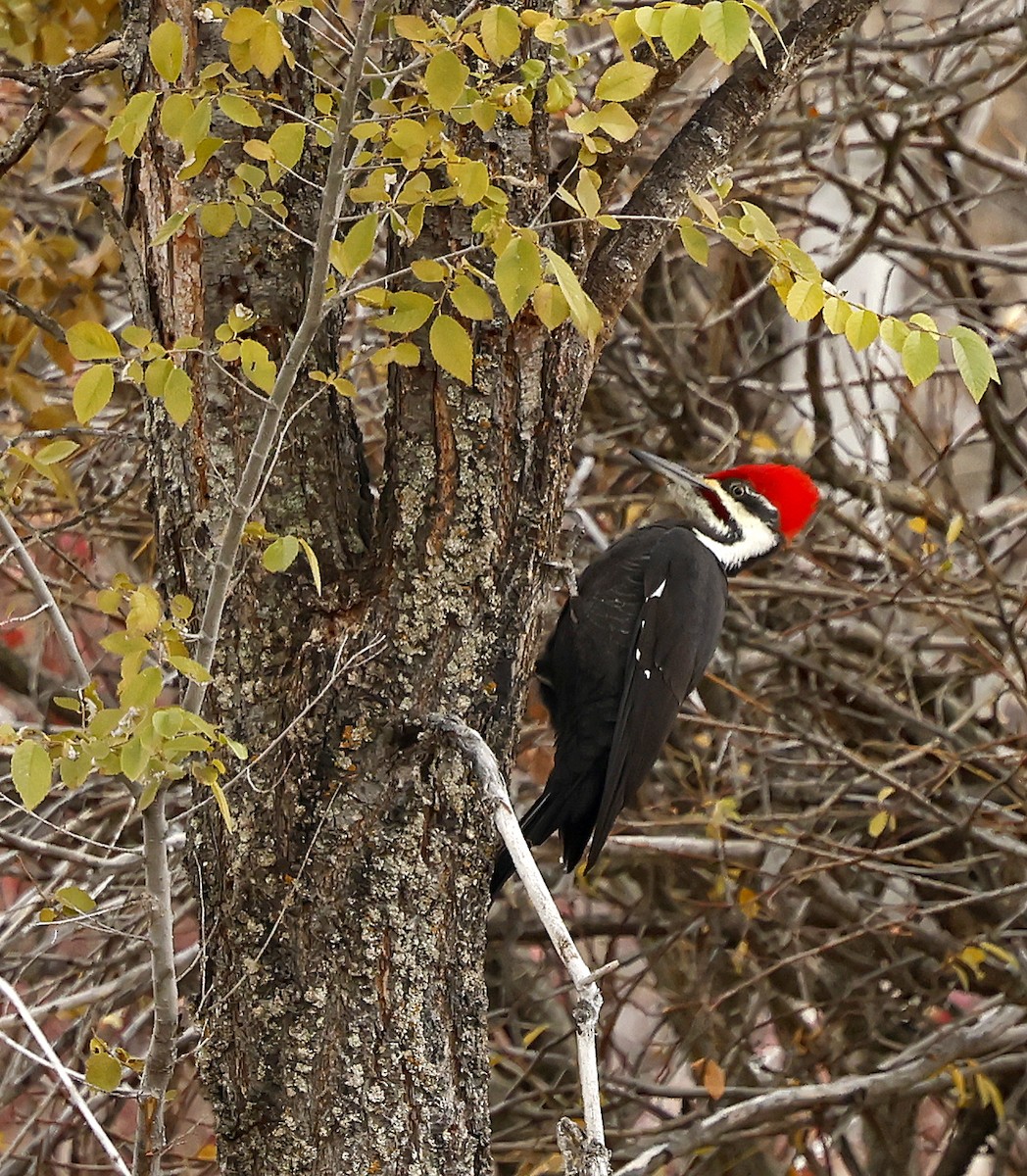 Pileated Woodpecker - ML644570876