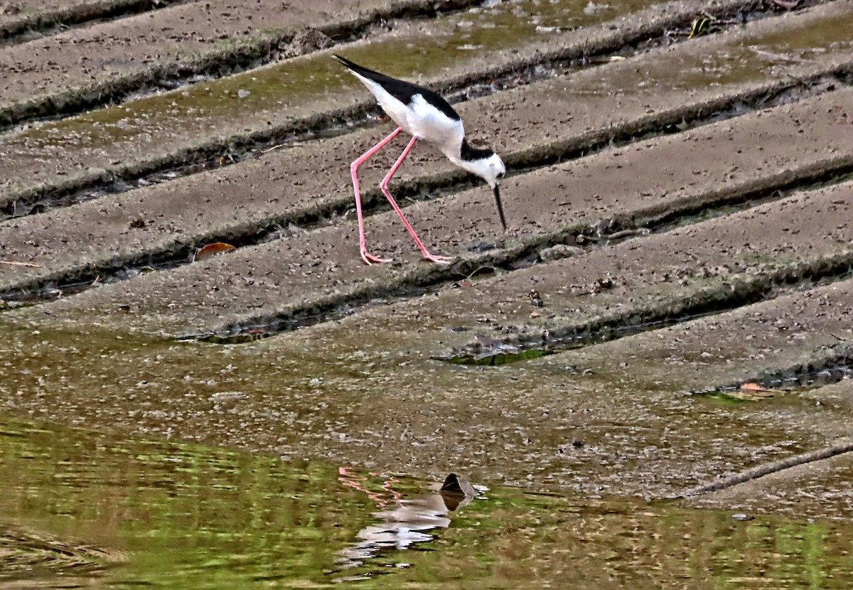 Ak Başlı Uzunbacak - ML644570877