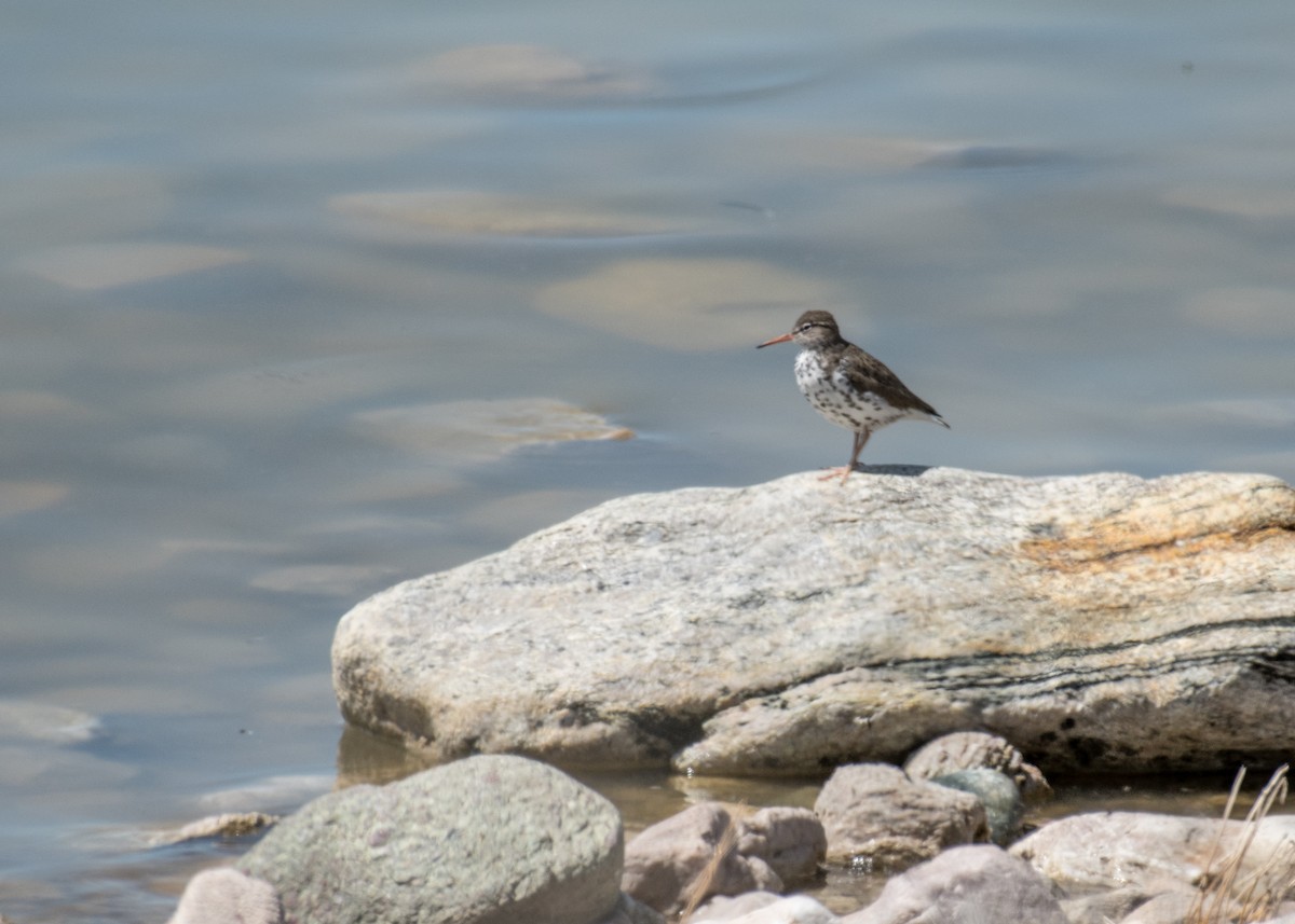 Spotted Sandpiper - ML644570881