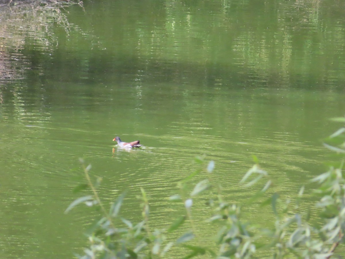 סופית אמריקנית - ML644570884