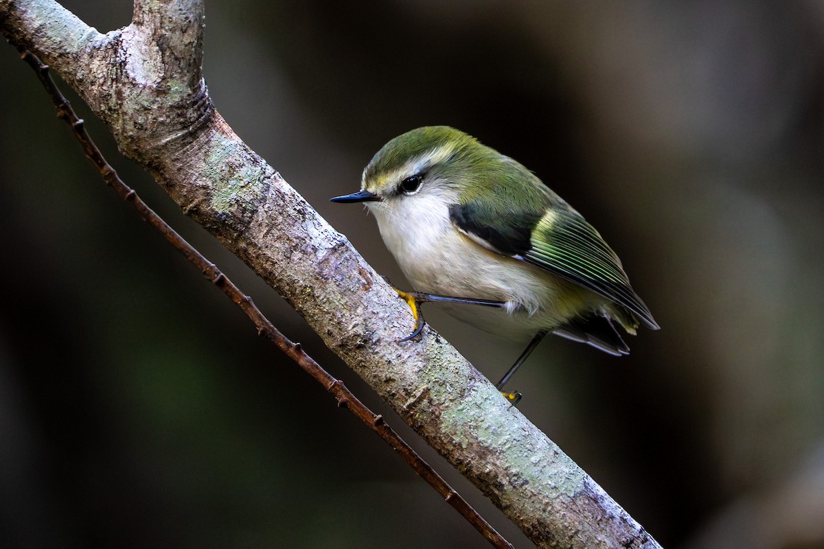 Rifleman - ML644570888