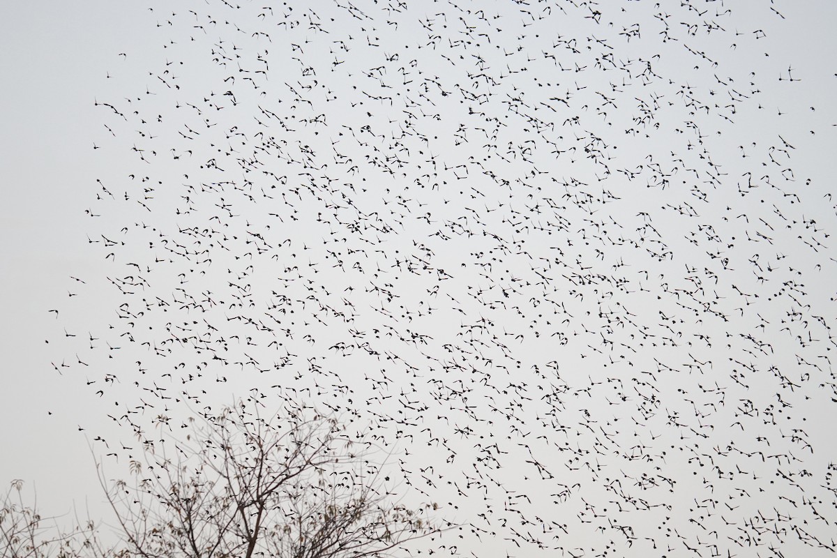 Quiscale bronzé - ML644570889